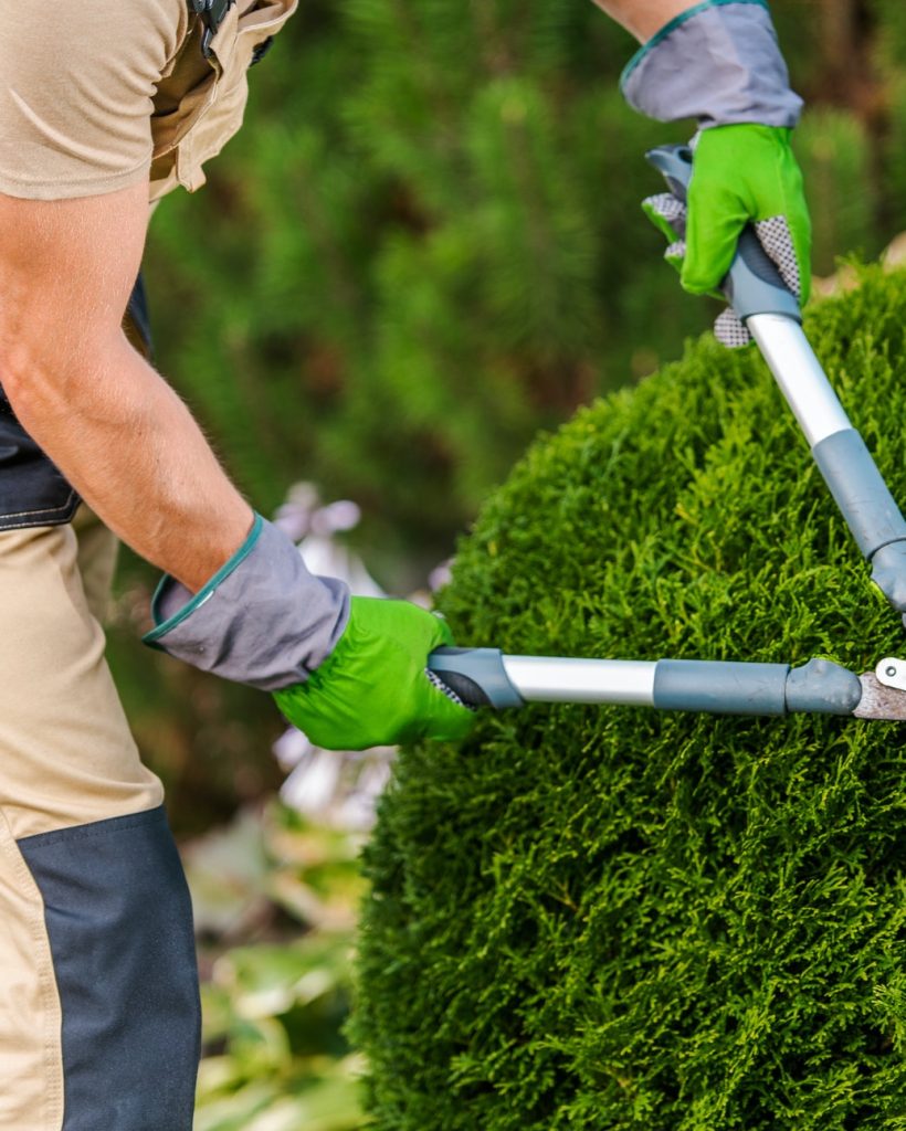 gardener-pruning-and-shaping-bushes-.jpg